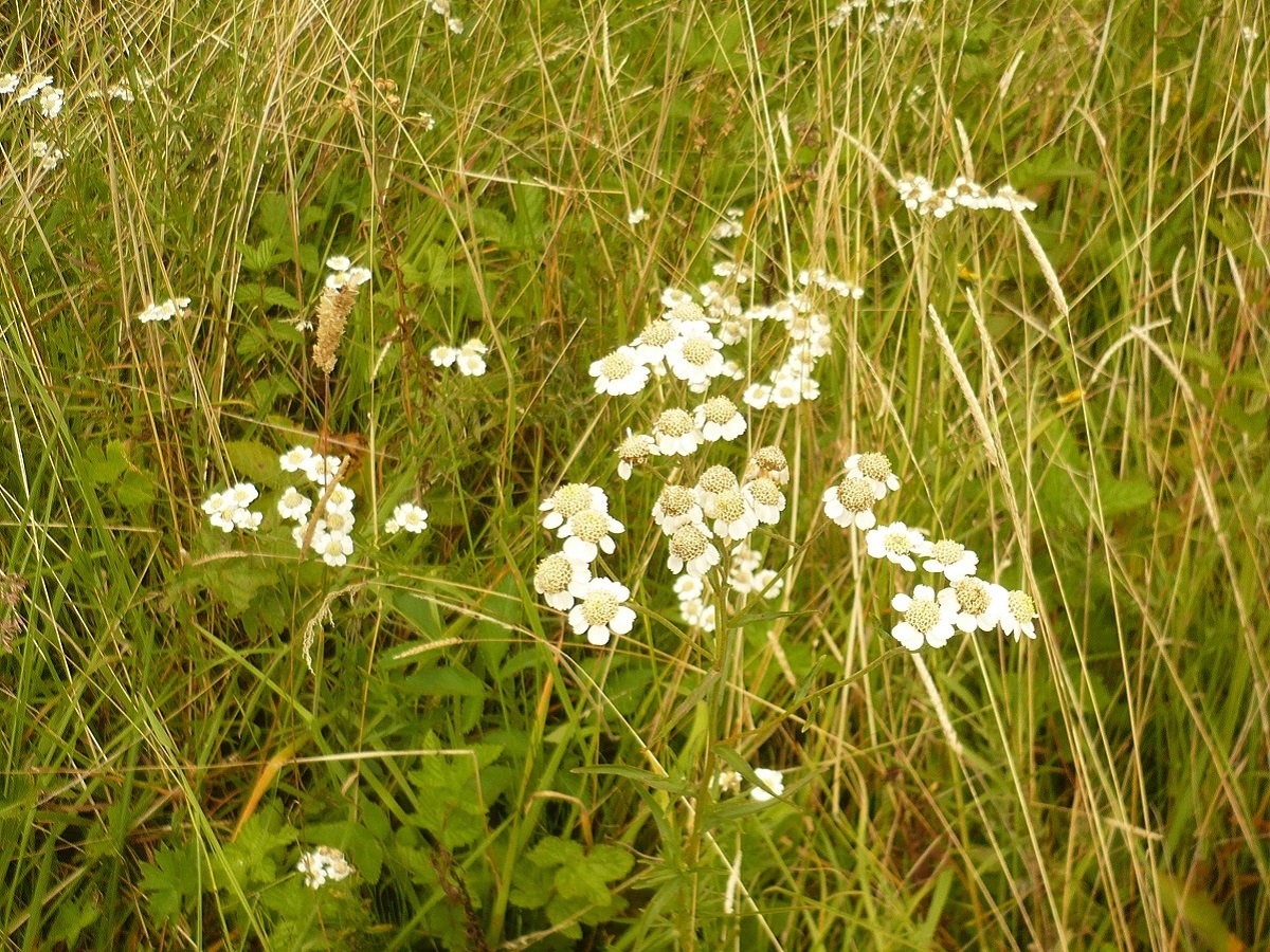 Achillea ptarmica subsp. ptarmica (Asteraceae)